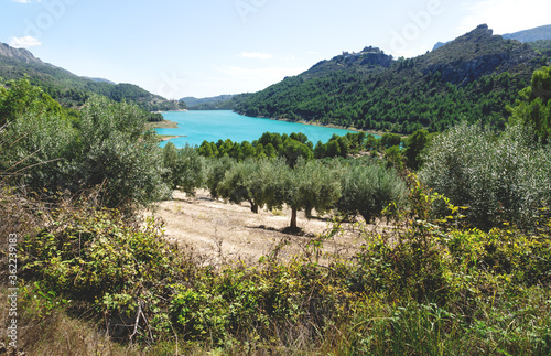 Olive tree plantation at the dam reserevoir lake surrounded by green forest at Guadalest, Costa Blanca, Spain photo