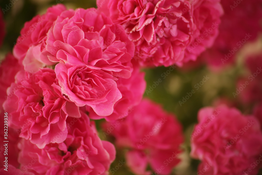 summer morning with the scent of roses and tea with milk summer morning with the scent of roses and tea with milk
