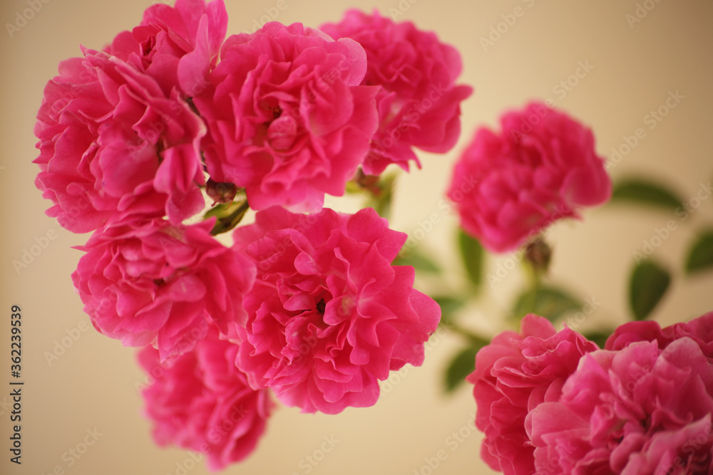 summer morning with the scent of roses and tea with milk summer morning with the scent of roses and tea with milk