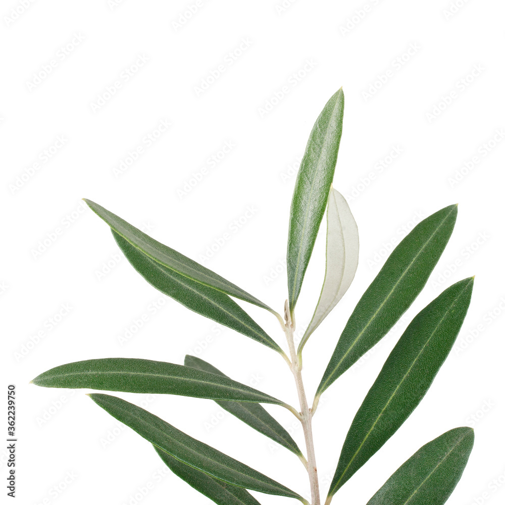 Fototapeta premium Olive tree branch isolated on a white background.