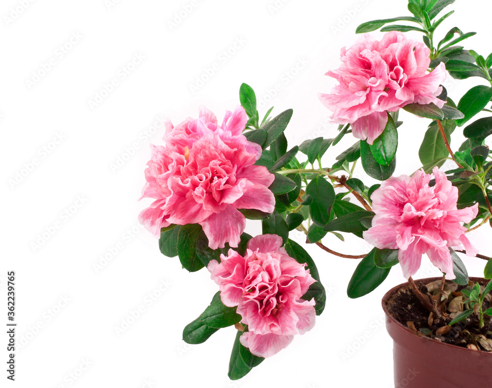 Pink rose flower isolated on a white background.
