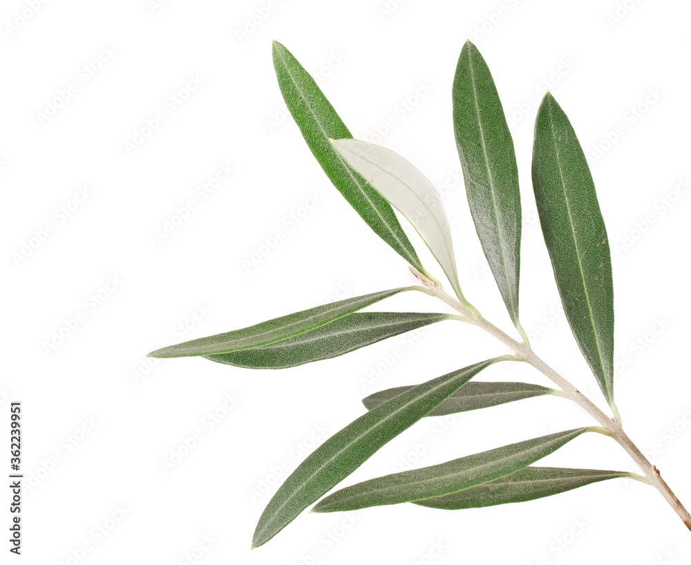 Olive tree branch isolated on a white background.