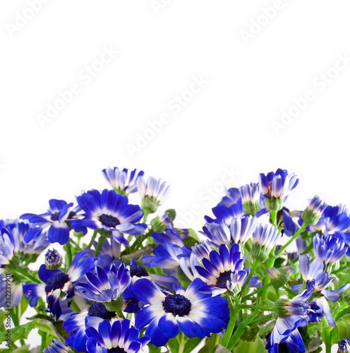 Blue cineraria spring flowers isolated on a white background. photo