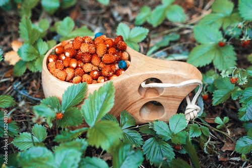  Wooden cup with wild strawberries in the forest. Traditional wooden finnish cup Kuksa with wild berries on the strawberry glade.