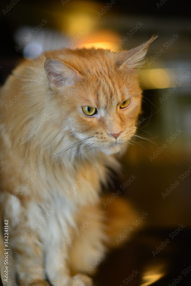 Red Maine Coon cat. Portrait of a domestic red Maine Coon kitten. 