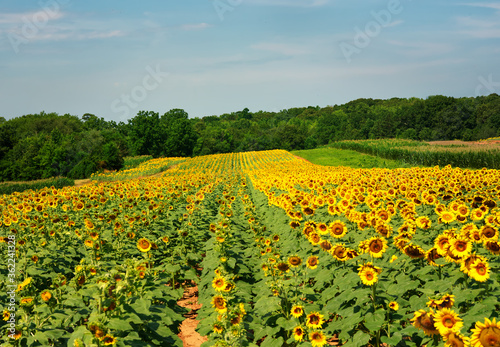 A large field of beautiful sunflowers in bloom. © Joe