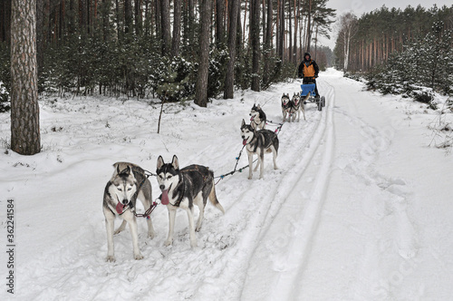 A man in a yellow jacket leads a dog sled in the forest