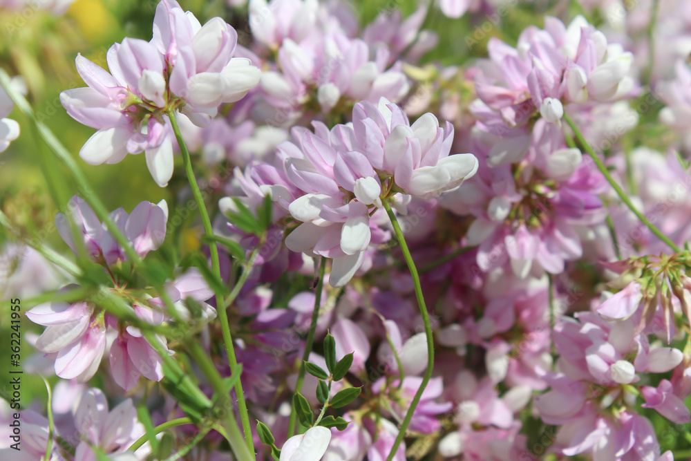 Many small flowers in the field in summer Many small flowers in the field in summer