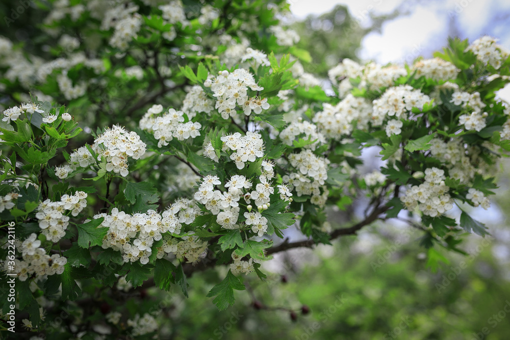 white flowers in the garden