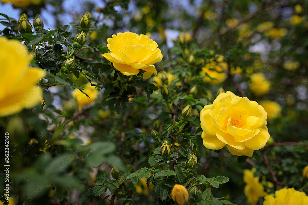 yellow roses in the garden yellow roses in the garden