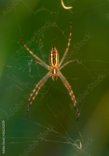 Beautiful spider on a spider web 