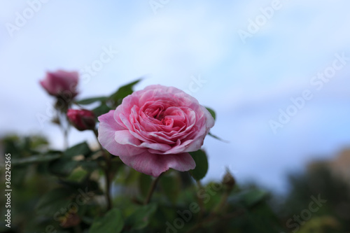 pink rose against blue sky
