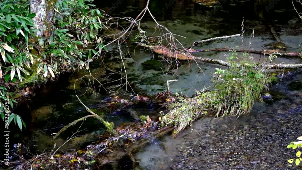 梓川岳沢湿原色づき始め初秋の上高地 梓川岳沢湿原色づき始め初秋の上高地