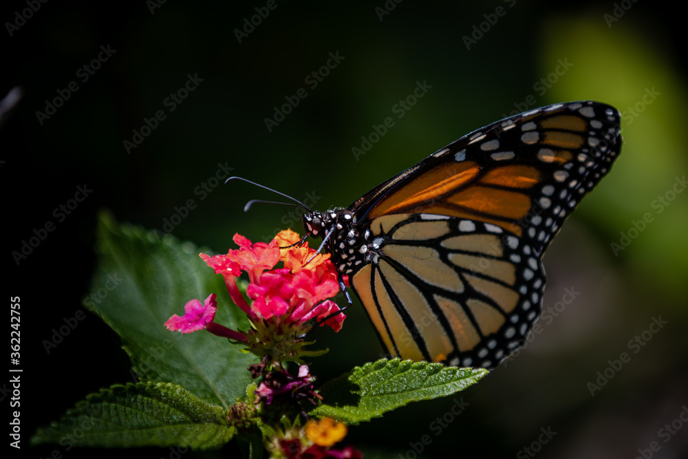 Closeup of butterfly on flowers Closeup of butterfly on flowers