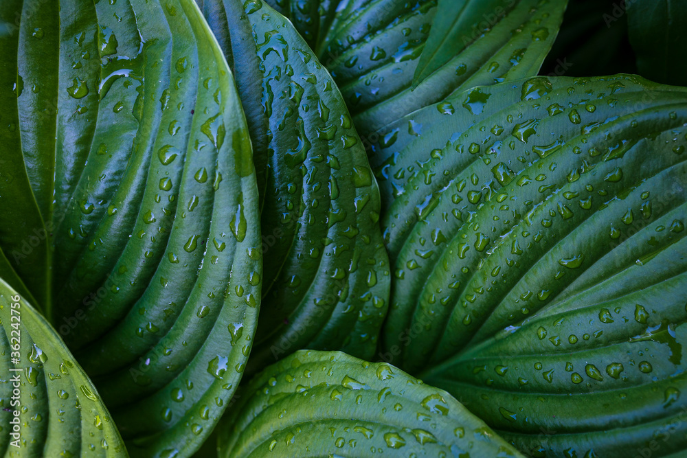 Obraz premium green leaf texture