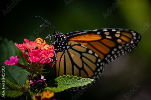 Closeup of butterfly on flowers © Jasongeorge