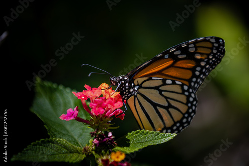 Closeup of butterfly on flowers © Jasongeorge
