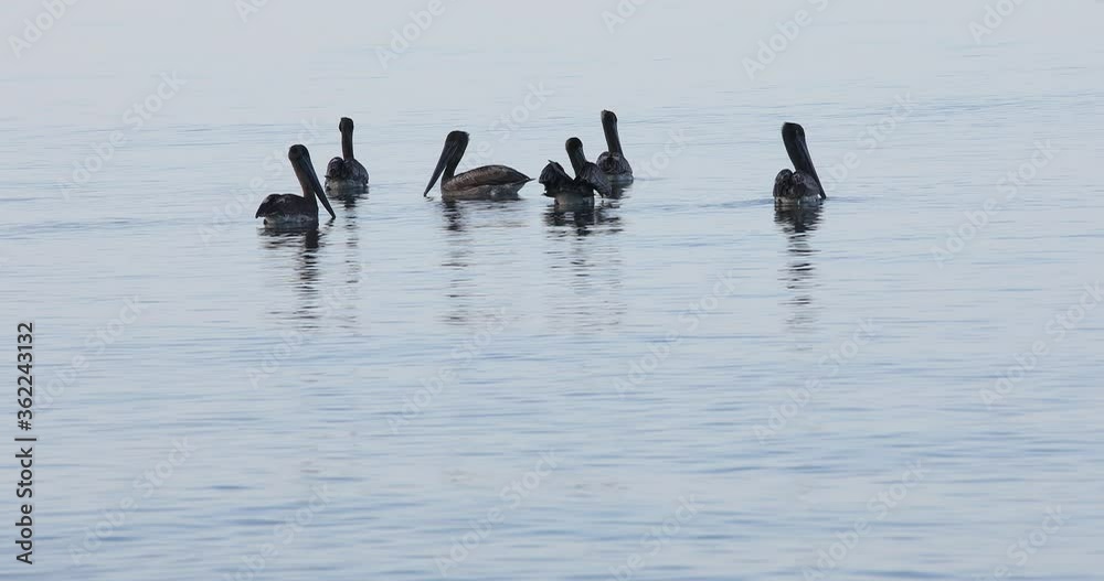 Flocks of pelicans feeding on the coast of mexico during covid 19 lockdown. Flocks of pelicans feeding on the coast of mexico during covid 19 lockdown.