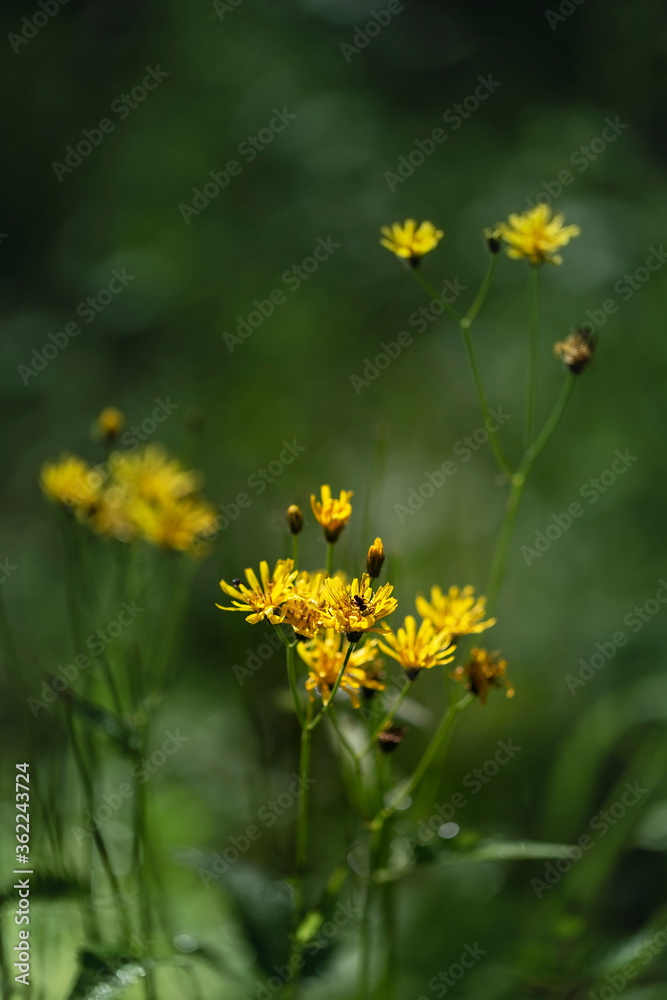 Tragopogon pratensis - goat's chin meadow, yellow flowers in the meadow with beautiful bokeh. Tragopogon pratensis - goat's chin meadow, yellow flowers in the meadow with beautiful bokeh.