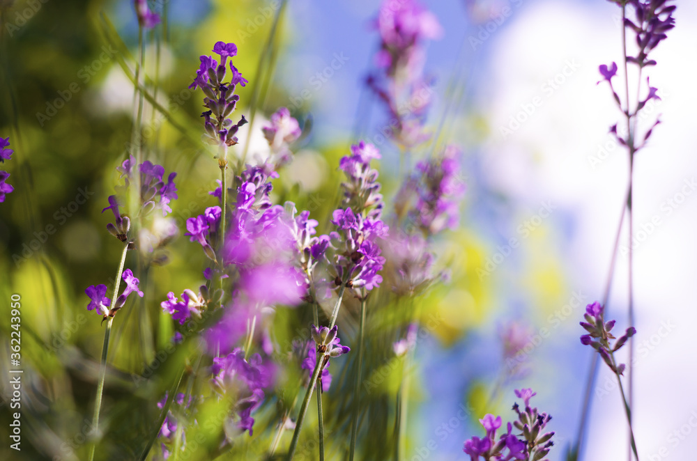 Gentle purple lavender flowers grow on the field outdoors for a bouquet Gentle purple lavender flowers grow on the field outdoors for a bouquet