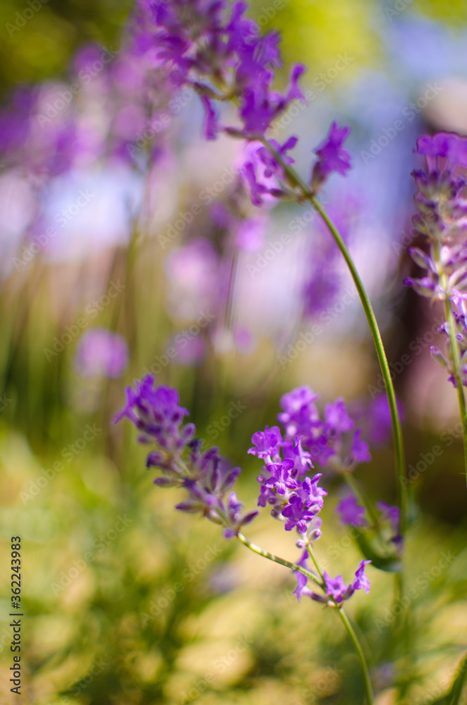 Gentle purple lavender flowers grow on the field outdoors for a bouquet Gentle purple lavender flowers grow on the field outdoors for a bouquet