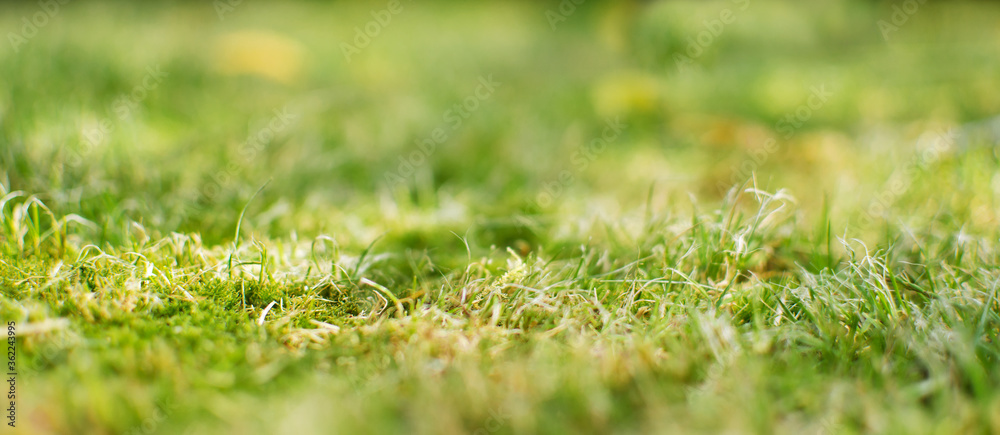 Fresh juicy green grass for summer Fresh juicy green grass for summer