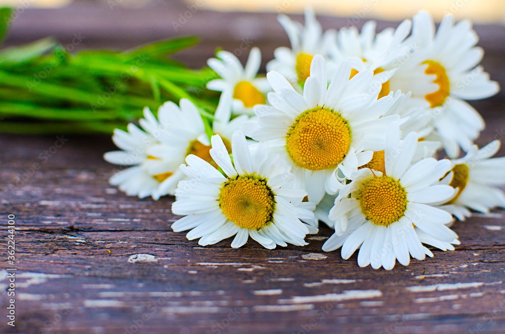 Obraz premium Beautiful fresh daisies bloom outdoors in the field