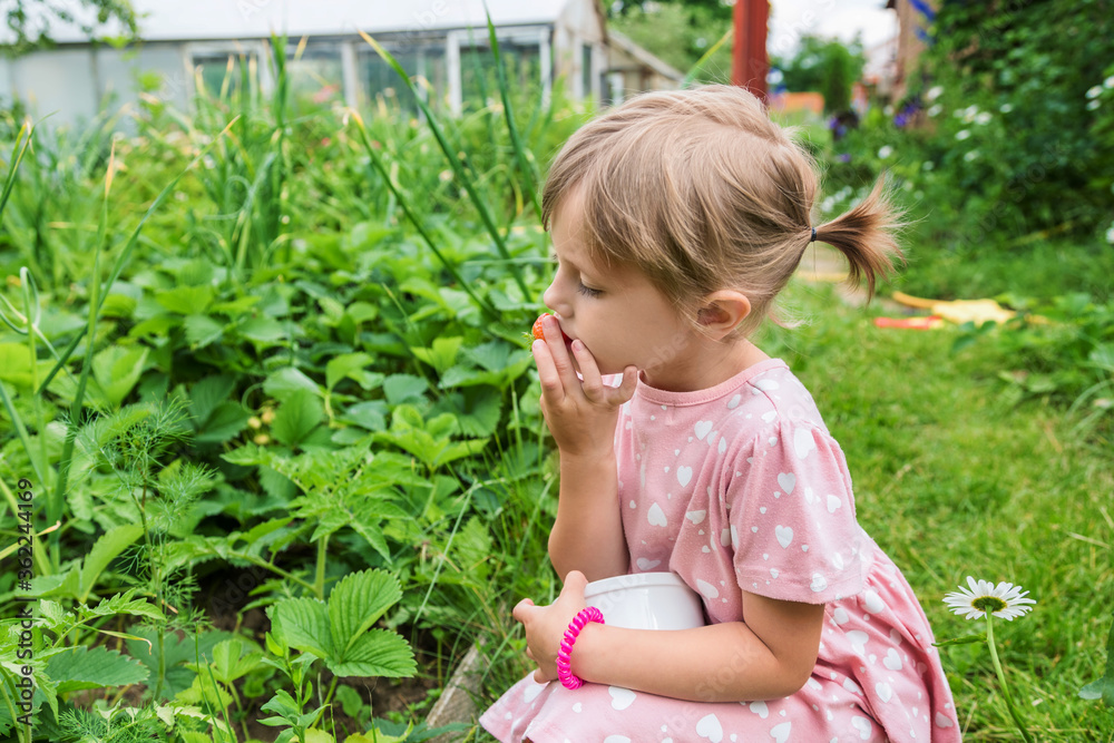 Portrait of a girl eating ripe red strawberries in the garden from the garden Portrait of a girl eating ripe red strawberries in the garden from the garden