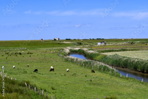 Pasture landscape with sheep and salt marshes in Husum