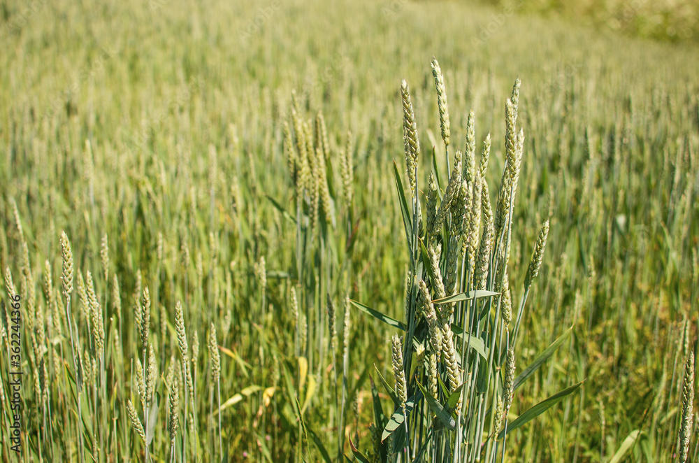 Spikelets of wheat growing outdoors, good harvest, very flour and bread