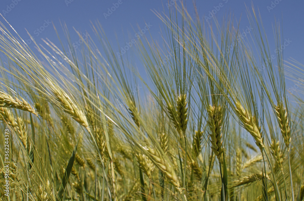 Spikelets of wheat growing outdoors, good harvest, very flour and bread