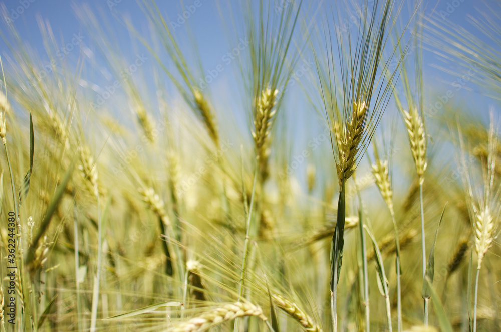 Spikelets of wheat growing outdoors, good harvest, very flour and bread Spikelets of wheat growing outdoors, good harvest, very flour and bread