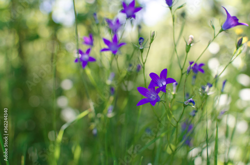 Campánula The name of the genus comes from the Latin word meaning "bell" and is associated with the shape of flowers.