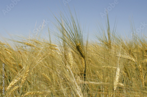 Spikelets of wheat growing outdoors  good harvest  very flour and bread