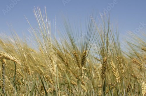 Spikelets of wheat growing outdoors  good harvest  very flour and bread