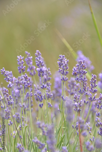 small beautiful purple flower lavender, growing in a field of small bushes