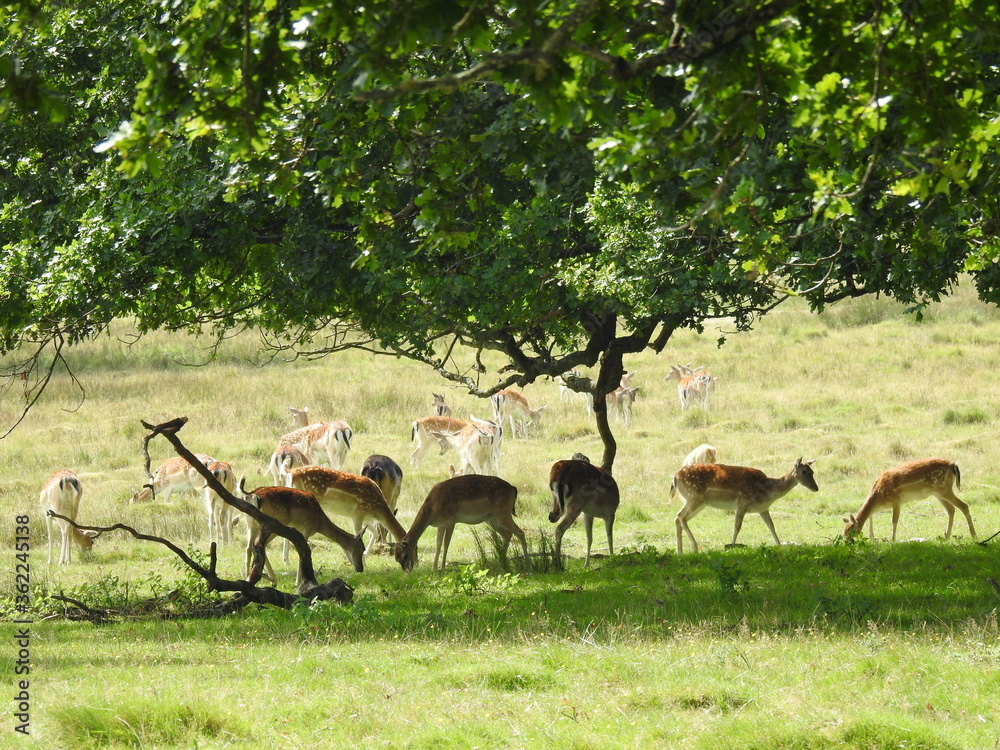 Naklejka premium Roe deer family under the tree branches