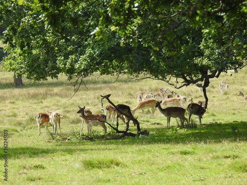 Fototapeta Naklejka Na Ścianę i Meble -  Roe deer family under the tree branches