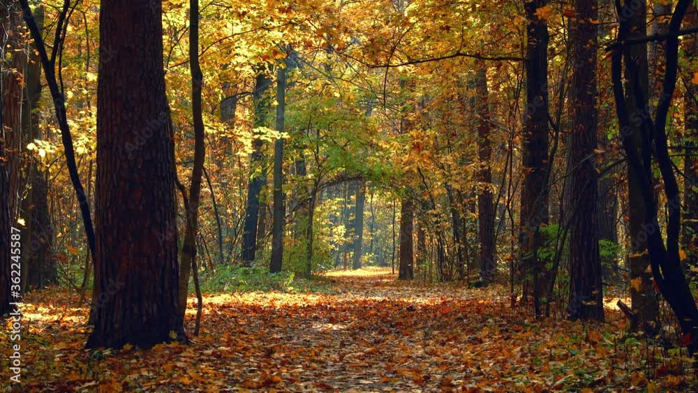 Pathway in the bright autumn forest. Fall of leaves.