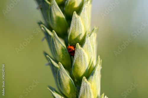 macro beautiful image of a green ear of wheat close-up