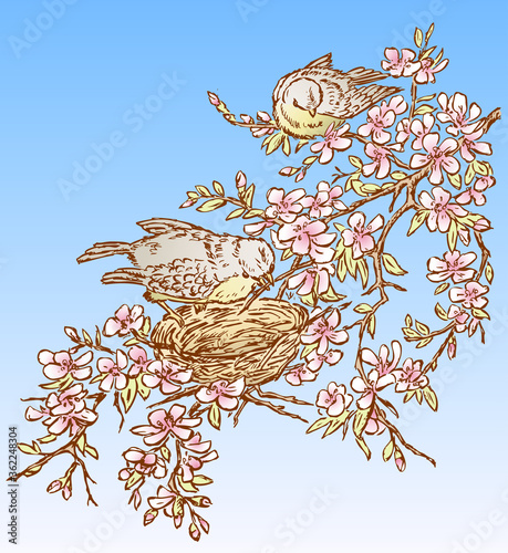 Vector illustration of two birds nesting on blossoming cherry tree on spring day