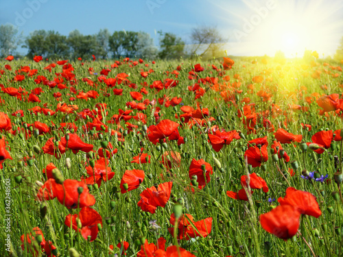 Fototapeta Naklejka Na Ścianę i Meble -  Blooming red poppies field. Artificial bright sun flare