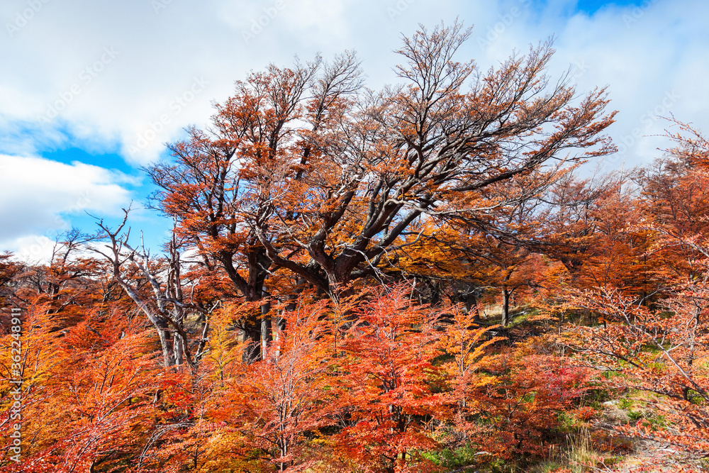 Golden forest in Patagonia