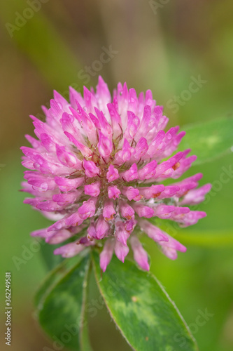 pink flower in the garden