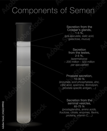 Semen in a test tube. Components of sperm chart. Secretions from testes, prostate, seminal vesicles and cowpers glands with elements like enzymes, spermine, proteins, spermatozoa.
 photo