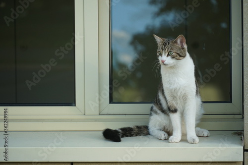 White, grey and black colored, shaded cat, Felis catus, domestic species of small carnivorous mammal sitting on the parapet of window or window-sill in the town.