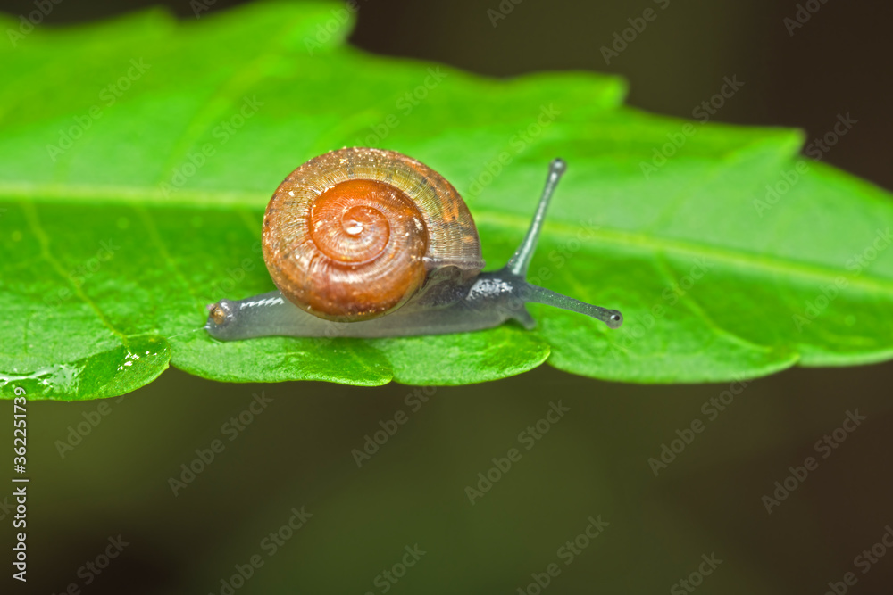 Close up macro of a land snail or scientific name Cryptozoma siamensis on leaf. Close up macro of a land snail or scientific name Cryptozoma siamensis on leaf.