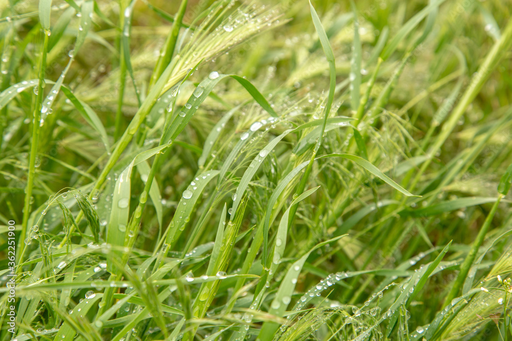 Spikelet of barley covered with drops of dew after rain. Spikelet of barley covered with drops of dew after rain.