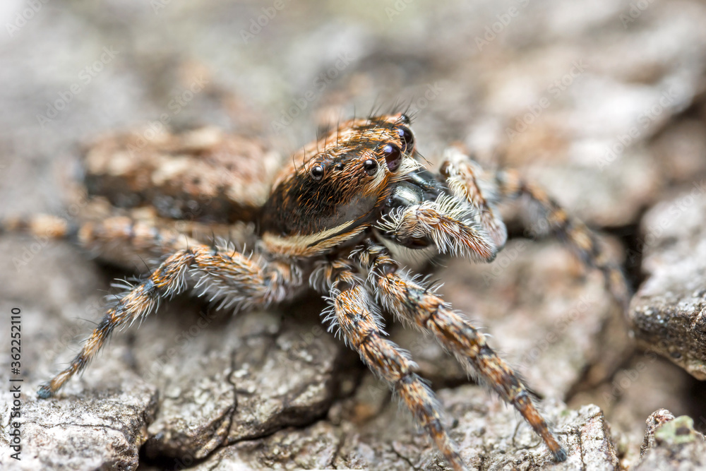 Close up macro jumping spider on the ground. Close up macro jumping spider on the ground.