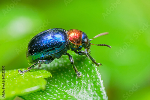 close up macro colorful beetle on green leaves.